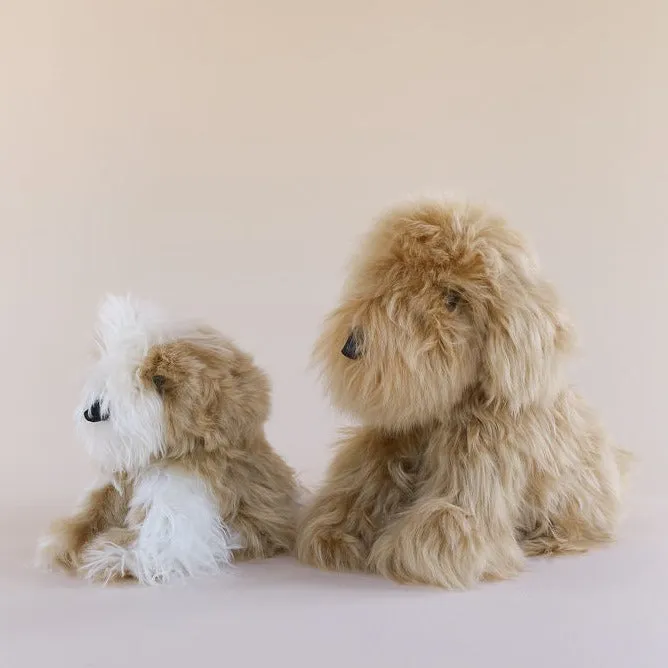 Toy Dog - Suri - Small